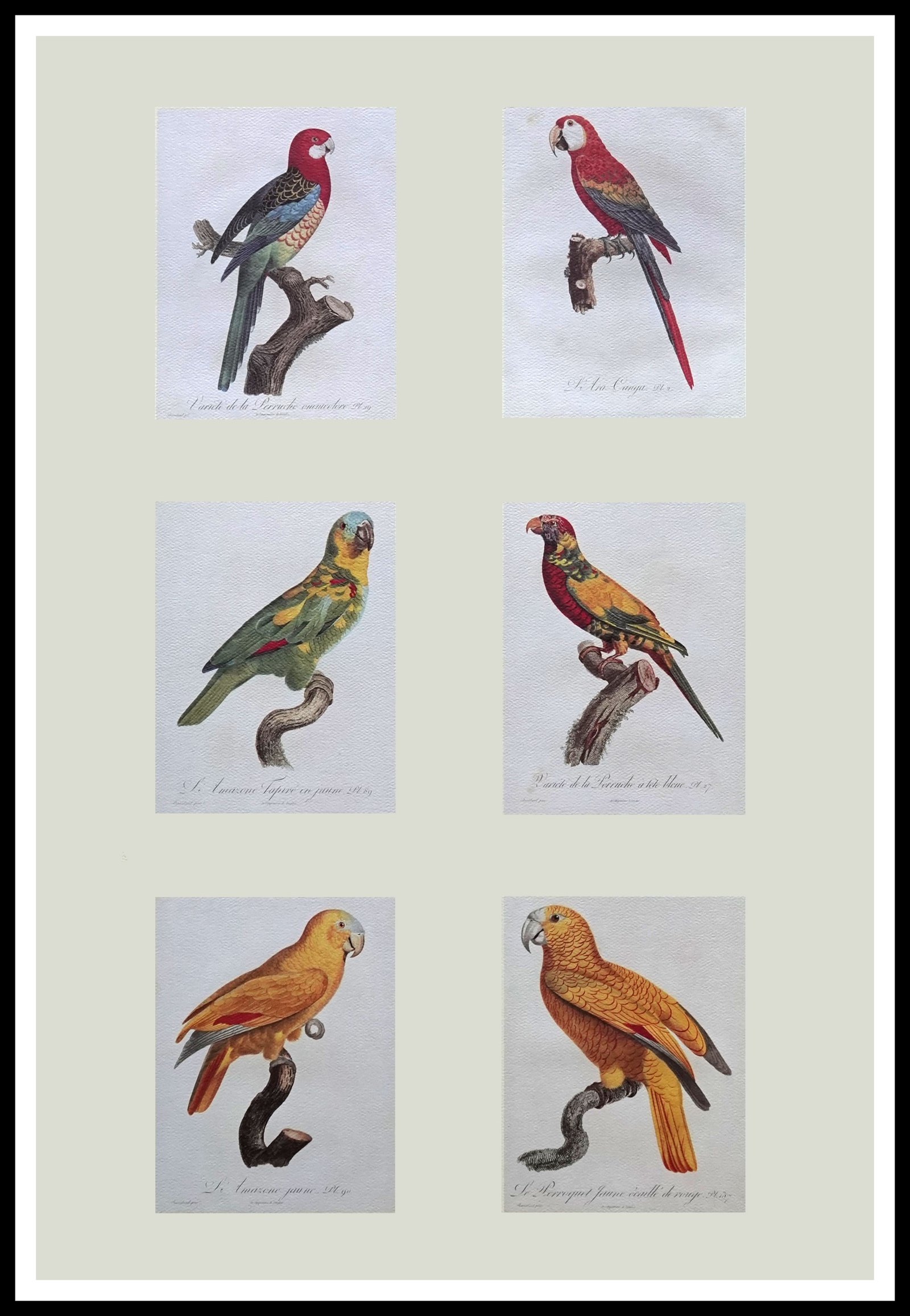 CC 772 Parrot Minis